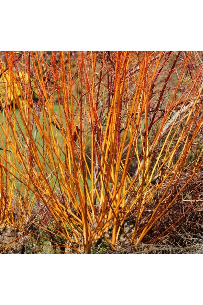 Дерен червоний Мідвінтер Фаєр